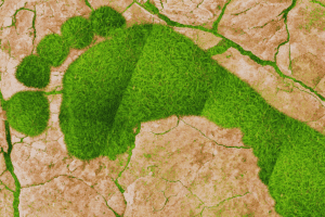 Carbon Footprint 2
